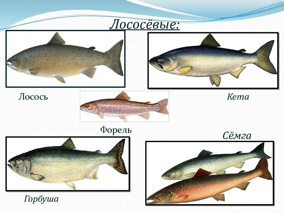 Лосось и семга – это одно и то же или нет, в чем разница, главные отличия