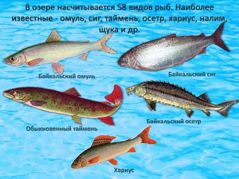 Голомянка байкальская: уникальная живородящая рыба  байкала