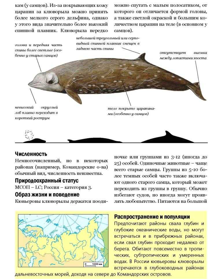 Рыба «клюворыл» фото и описание