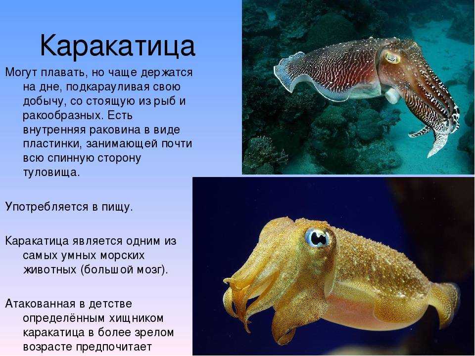 Внешние характеристики и описание каракатицы, характеризующие фотографии описание образа жизни и поведения существа