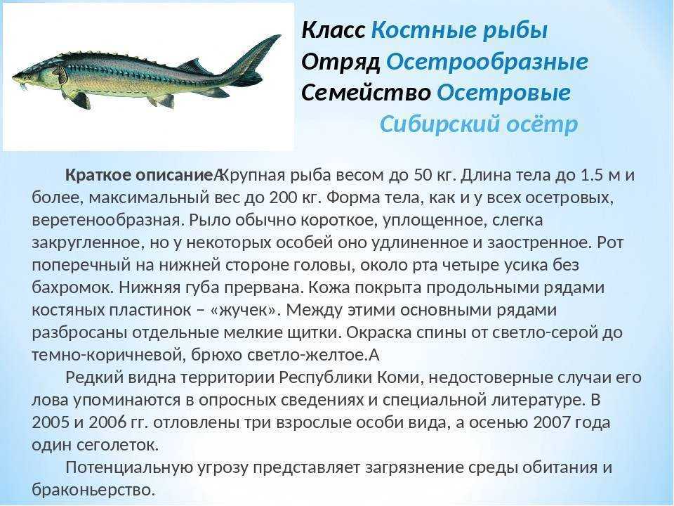 Описание рыбы стерлядь, ее класс, отряд и подкласс Размеры взрослой особи и продолжительность жизни Где водится рыба в России и почему ее нельзя ловить Исскуственное разведение и его особенности