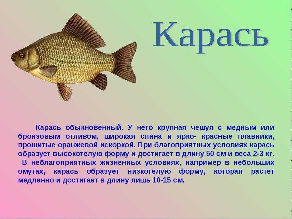 Рыба карась: описание, сколько живет, как выглядит, особенности нереста, отличия от карпа