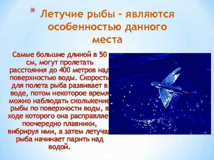 Интересные факты из жизни летающих рыб. презентация к уроку окружающего мира и внеурочным занятиям "летучая рыба"