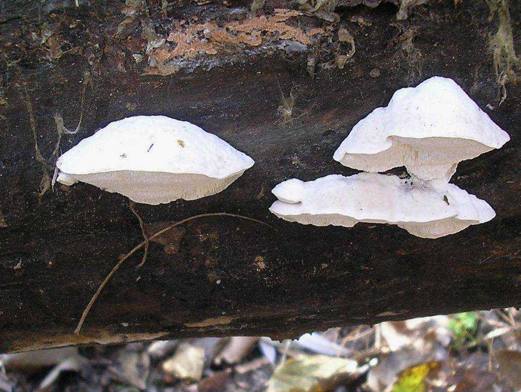Polyporus stipticus (postia stiptica) фото и описание
