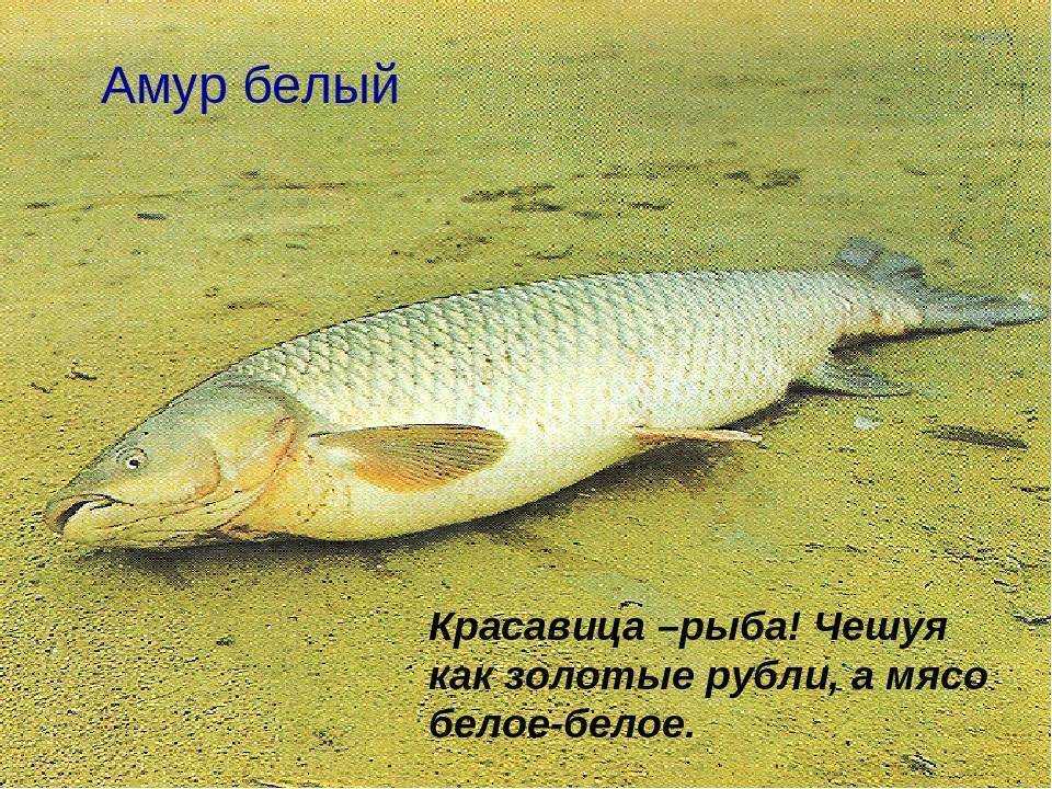 Белый амур: описание, рацион, места обитания и способы ловли