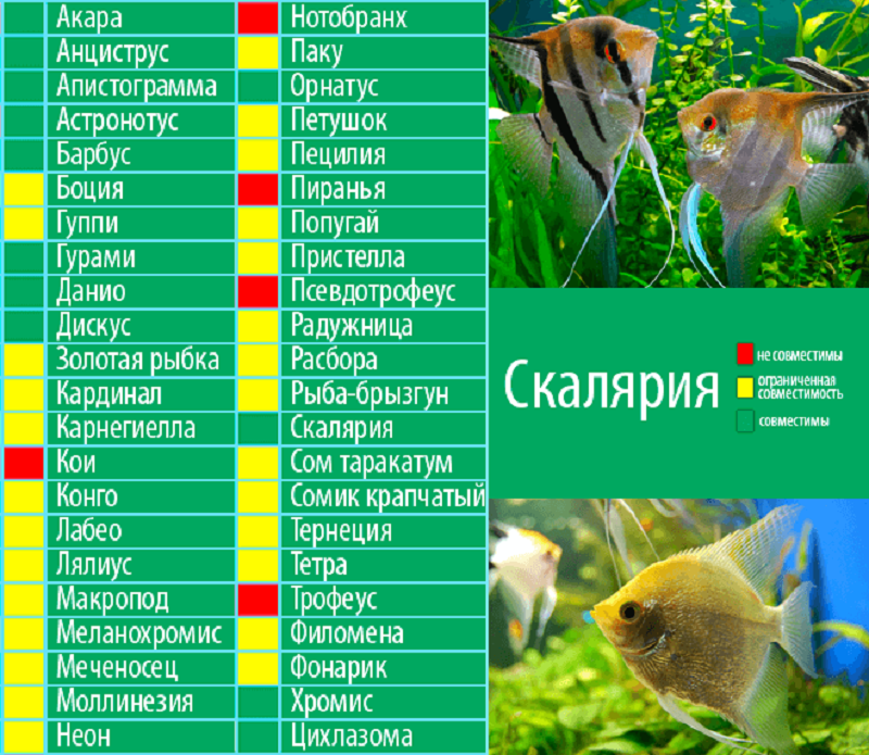 Описание рыбок попугаев и как за ними ухаживать?