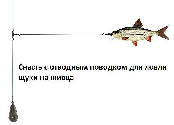 Как ловить щуку на живца