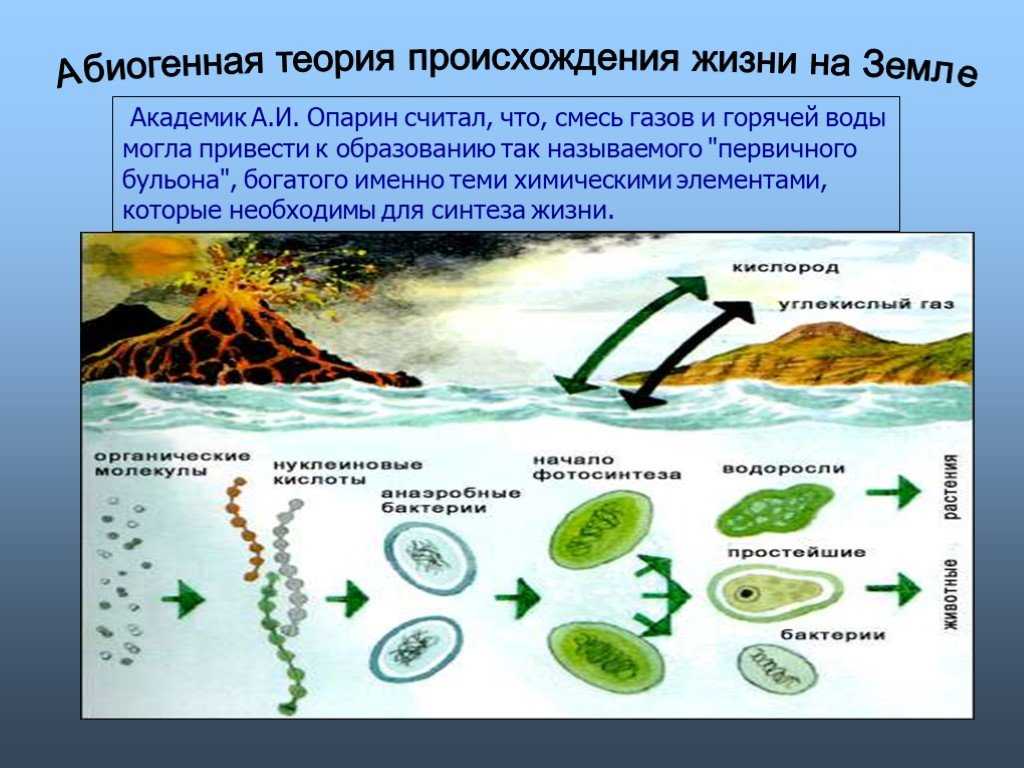 Разнообразие костных рыб, осетровые, сельдевые, лососевые, карповые, окуневые, кистеперые, двоякодышащие