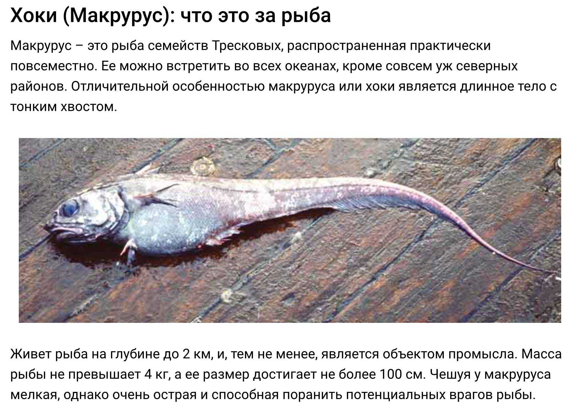 Что за рыба макрурус и где она водится? - суперулов - интернет-портал о рыбалке