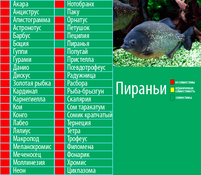 Зомби-черви и акула-гоблин: 10 самых странных тварей марианской впадины