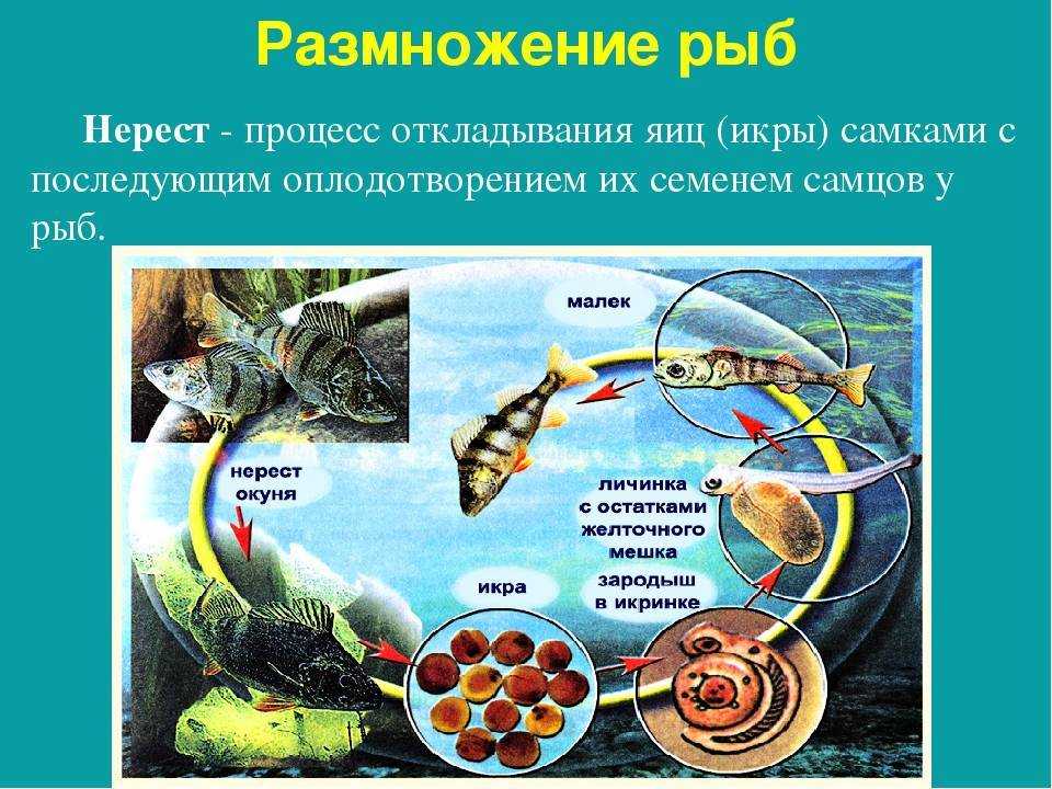 Ласка ареал обитания, питание, образ жизни, размножение