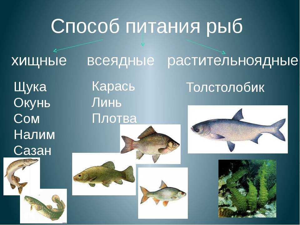 Рыба толстолобик: описание, где обитает, чем питается
