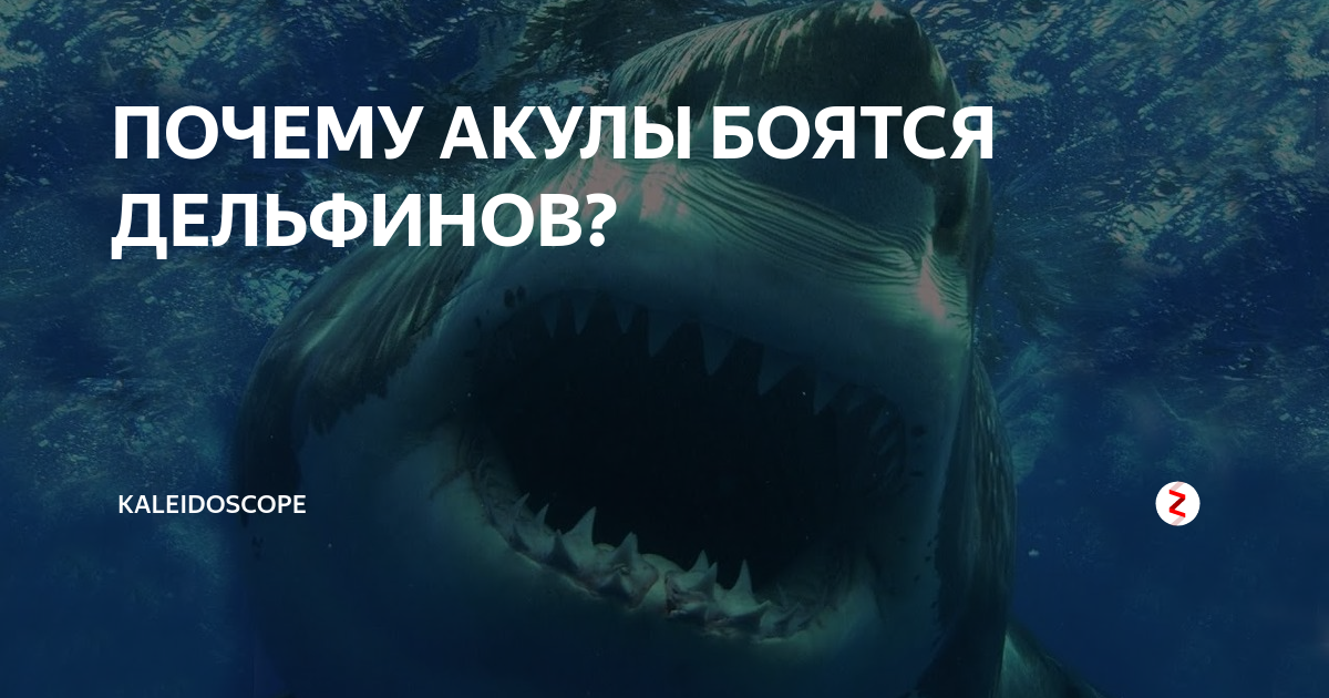 Кто умнее акула или дельфин. это интересно: почему акулы боятся дельфинов? основные признаки боязни