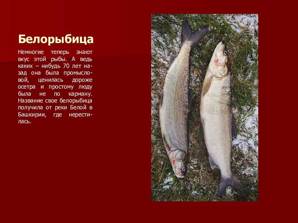 Белорыбица фото что это за рыба