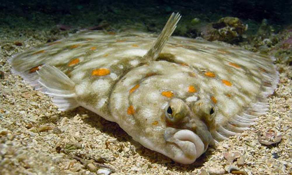 Иваси🐟 польза и вред, 12 свойств рыбы при различных заболеваниях