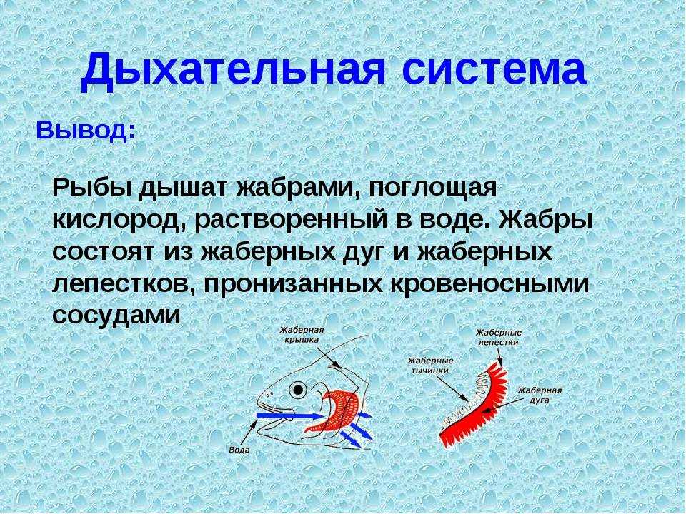 Функция ноздрей у рыб: почему рыбы дышат через жабры?