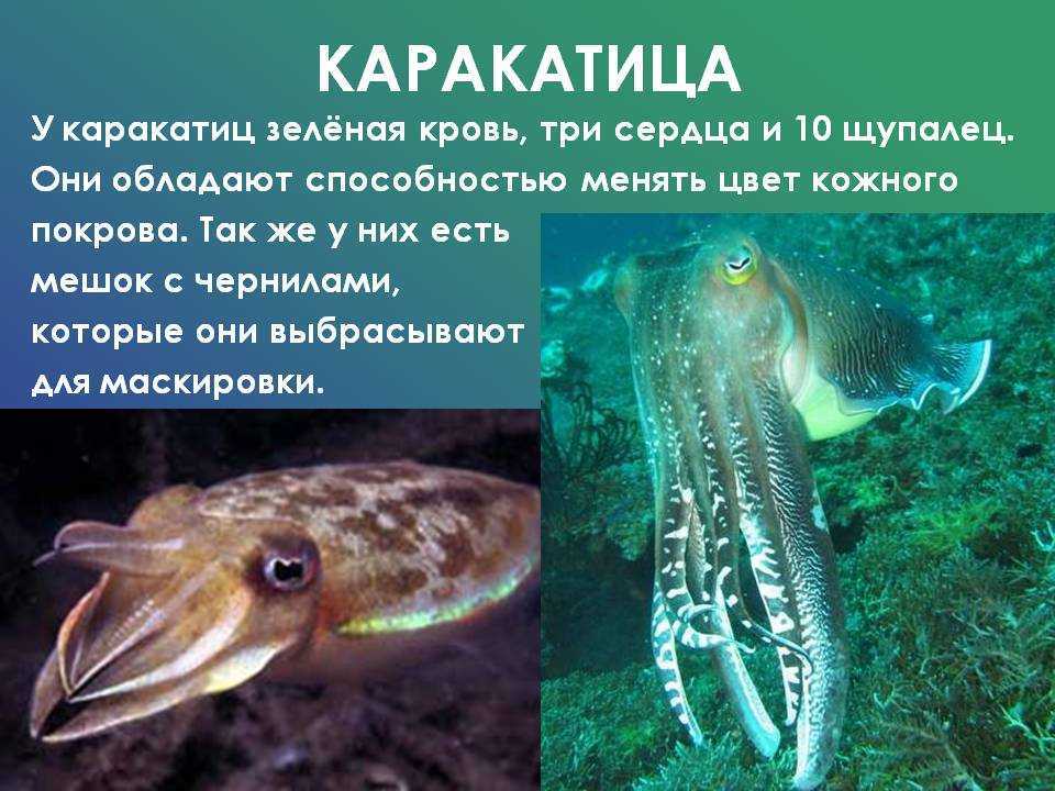 Чёрная каракатица. образ жизни и среда обитания чёрной каракатицы | живность.ру