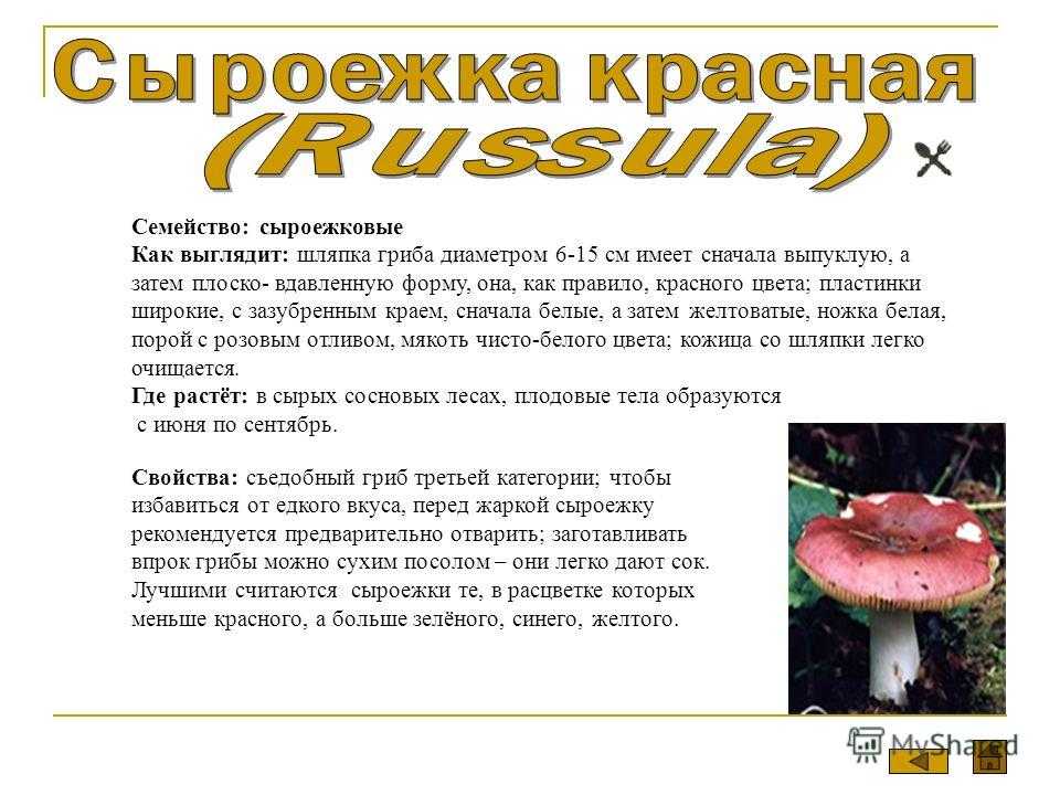 Как готовить сыроежки рецепты