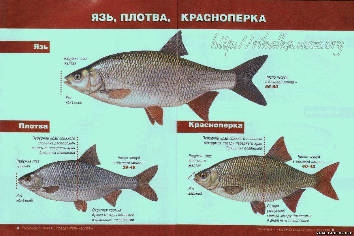 ✅ отличие леща от подлещика - https://xn----7sbeepoxlghbuicp1mg.xn--p1ai/