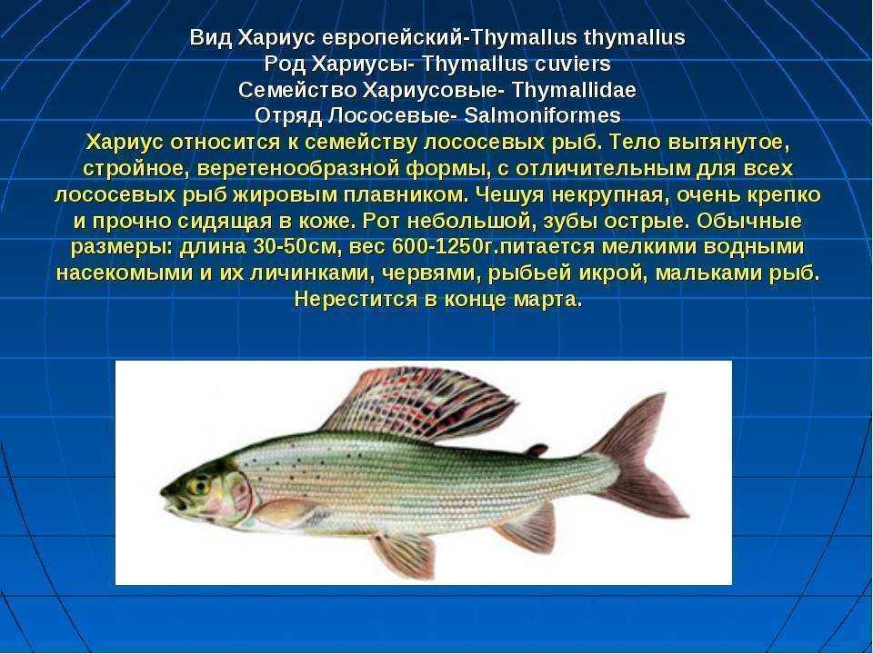 Карась