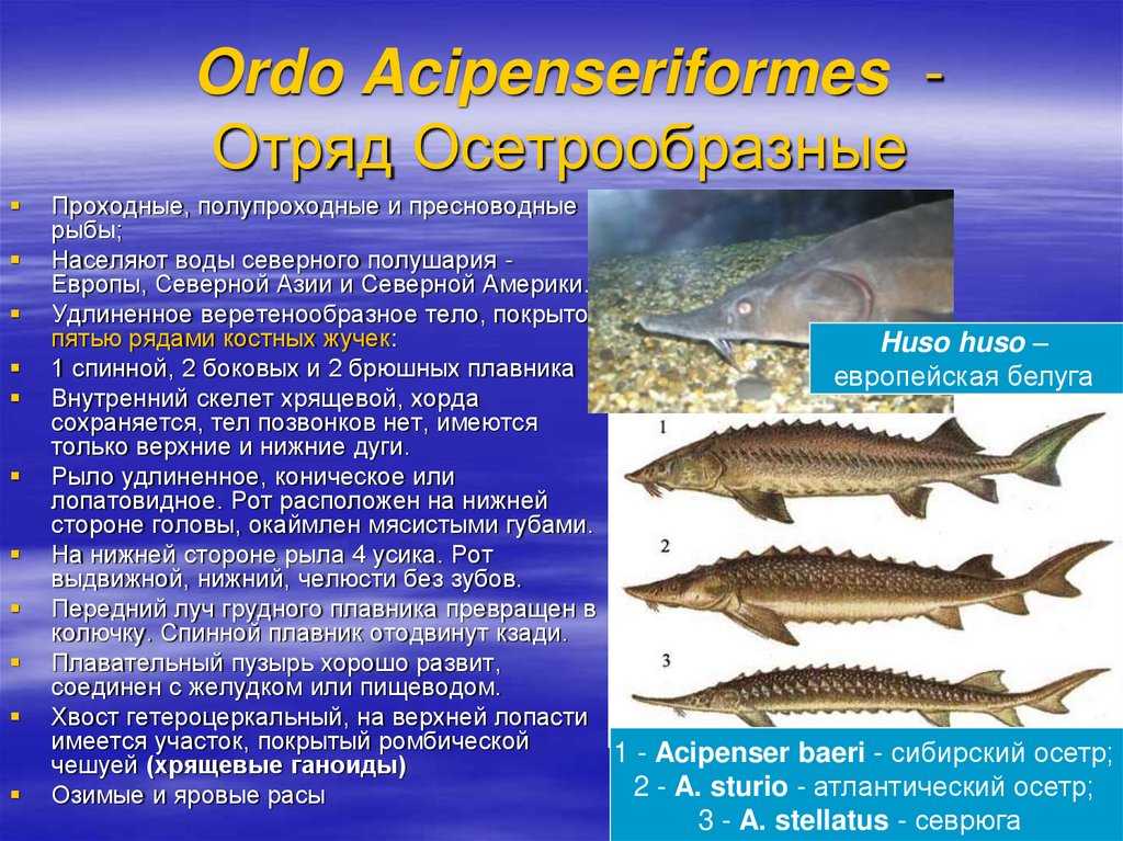 Красная рыба — виды и названия