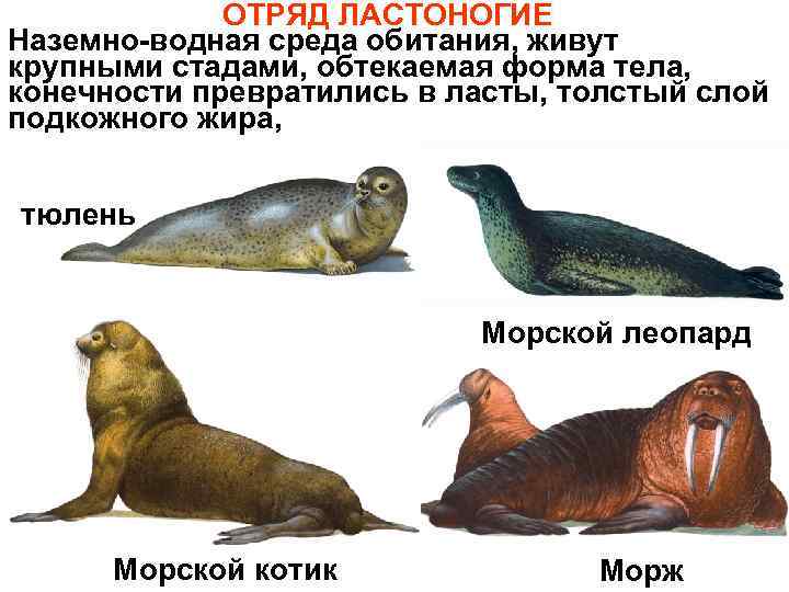 Различия между морским котиком и тюленем: сравнение этих морских животных