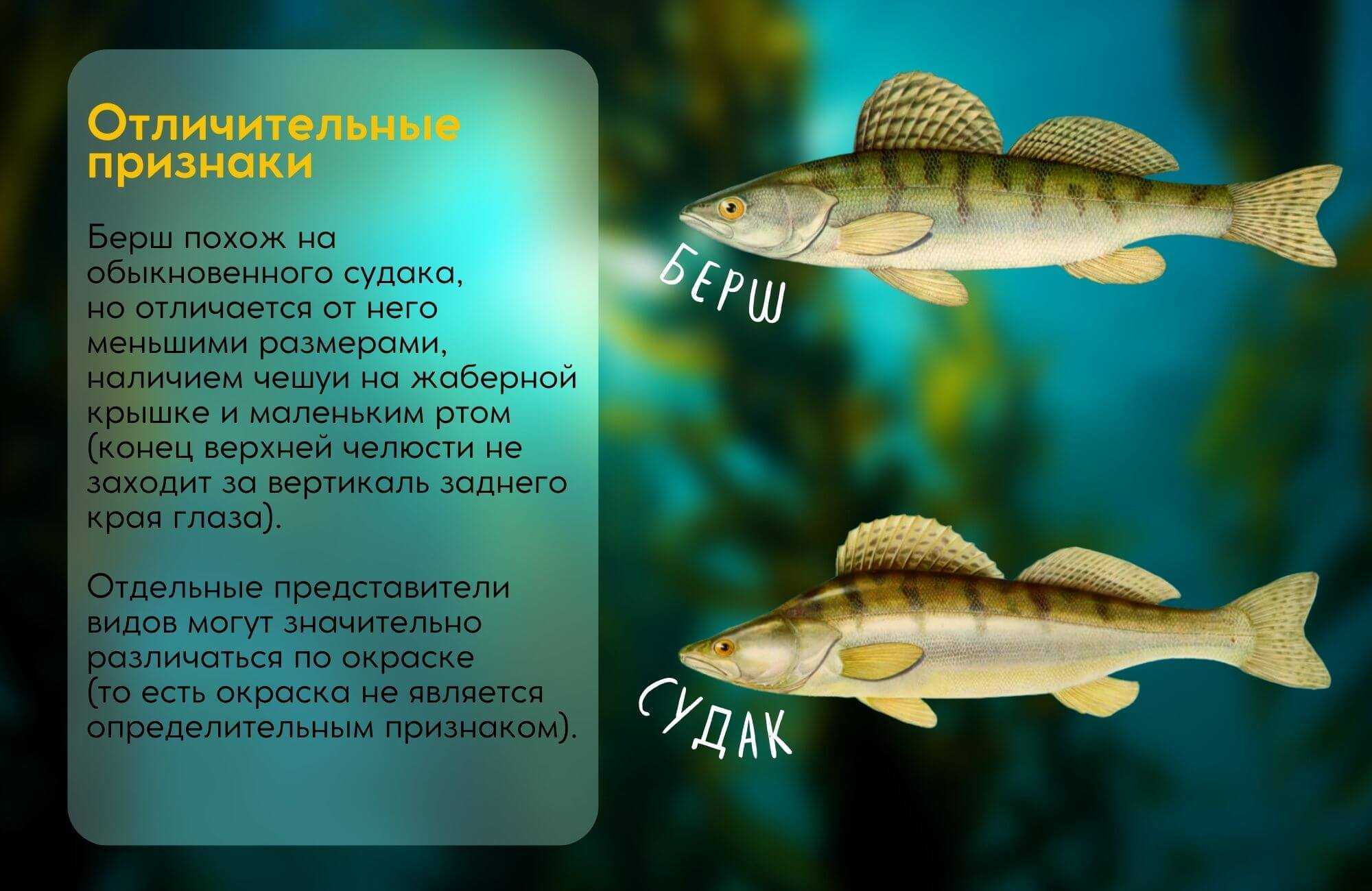 ✅ чем отличается судак от берша. основные отличия рыбы берш от судака. ловля рыбы берш - zevs-studio.ru