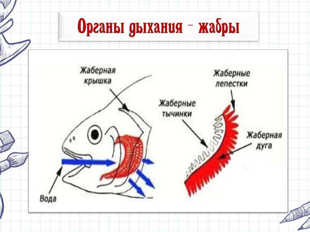 О рыбьем вкусе и обаянии