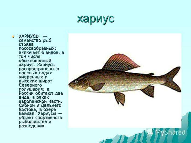 Хариус: описание рыбы, виды, места обитания, на что ловится