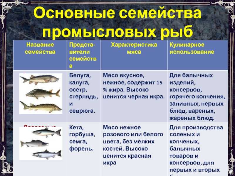 Желтохвостая лакедра — что за рыба, фото, описание, где водится, чем полезна, как приготовить