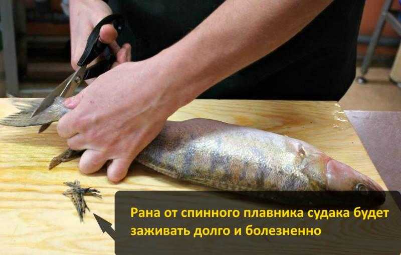 Как почистить щуку и судака, как легко можно почистить??? - страна мам