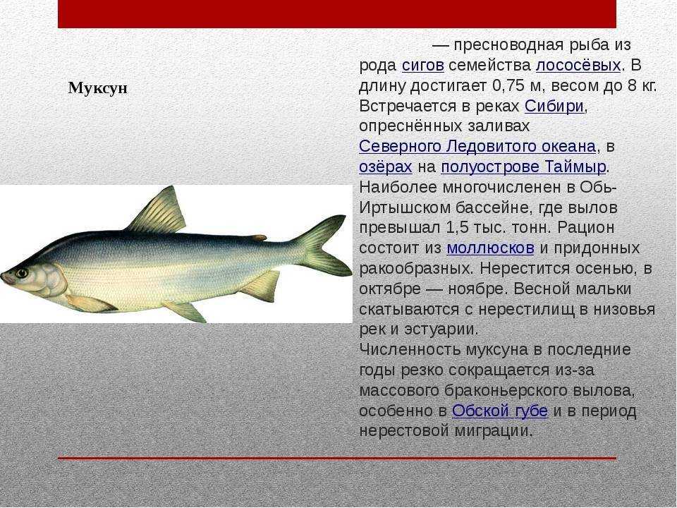 Муксун  фото, описание, ареал, питание, враги 
     > интересные факты о животных, птицах, растениях