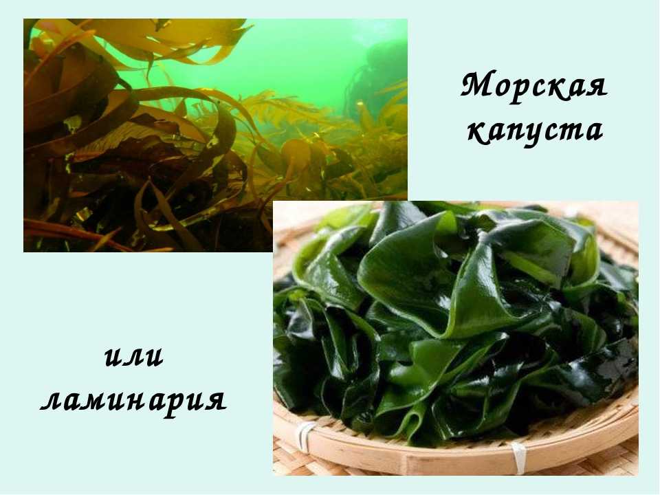 Морская капуста мариновать в домашних условиях - огород - мой смысл жизни