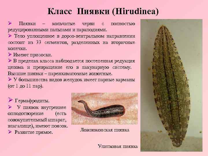 🚩 краб мохнаторукий китайский: описание вида с фото