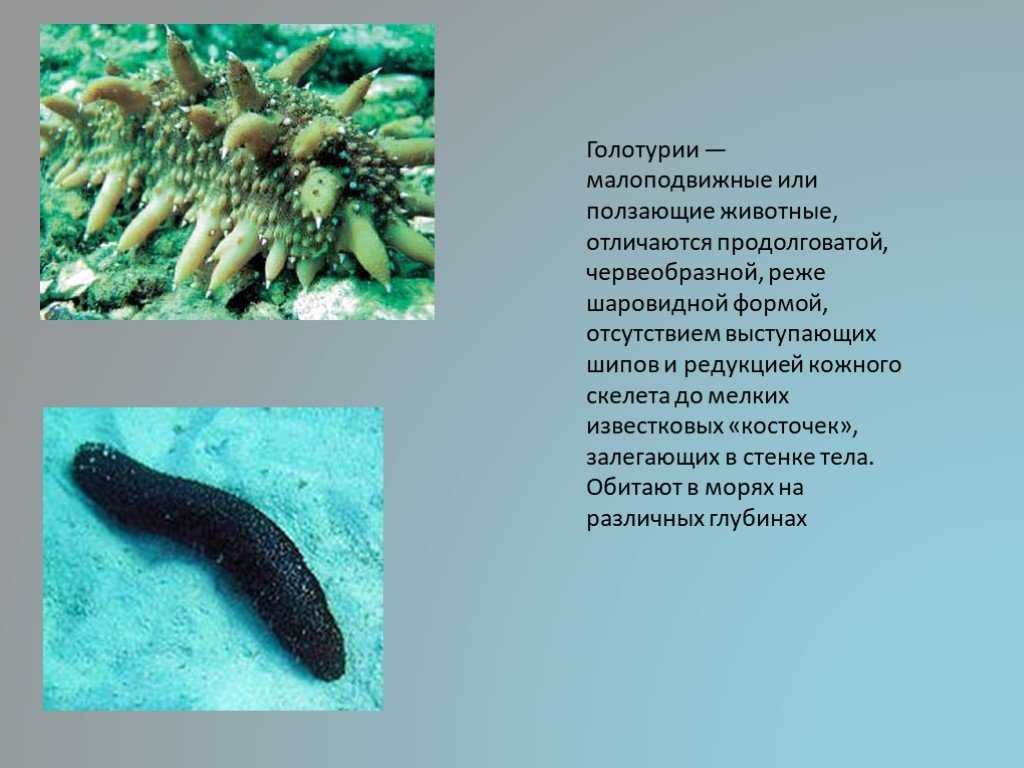 Морской огурец (кукумария). полезные свойства и противопоказания. фото