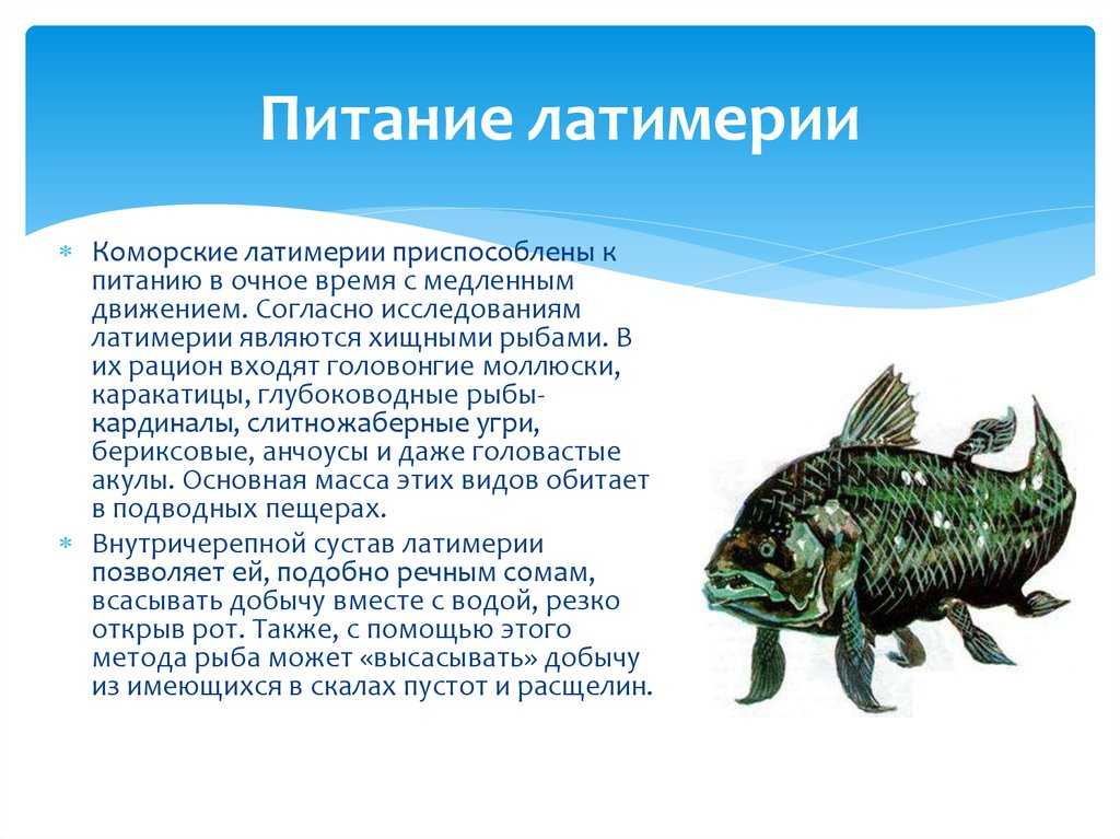 Латимерия (latimeria chalumnae) фото, целакантообразные, воскрешение латимерии, зоолог, перепись рыб, наблюдения, образ жизни, плавники, электрорецепция, ориентация пространстве, численность, лопастипеpые рыбы, реферат