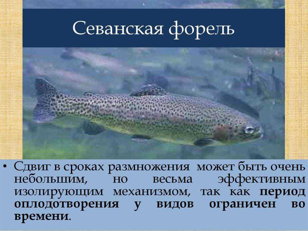 Севанская армянская форель с фото Описание вида Зимний ишхан Летний ишхан Боджак Гегаркуни По армянскому рецепту