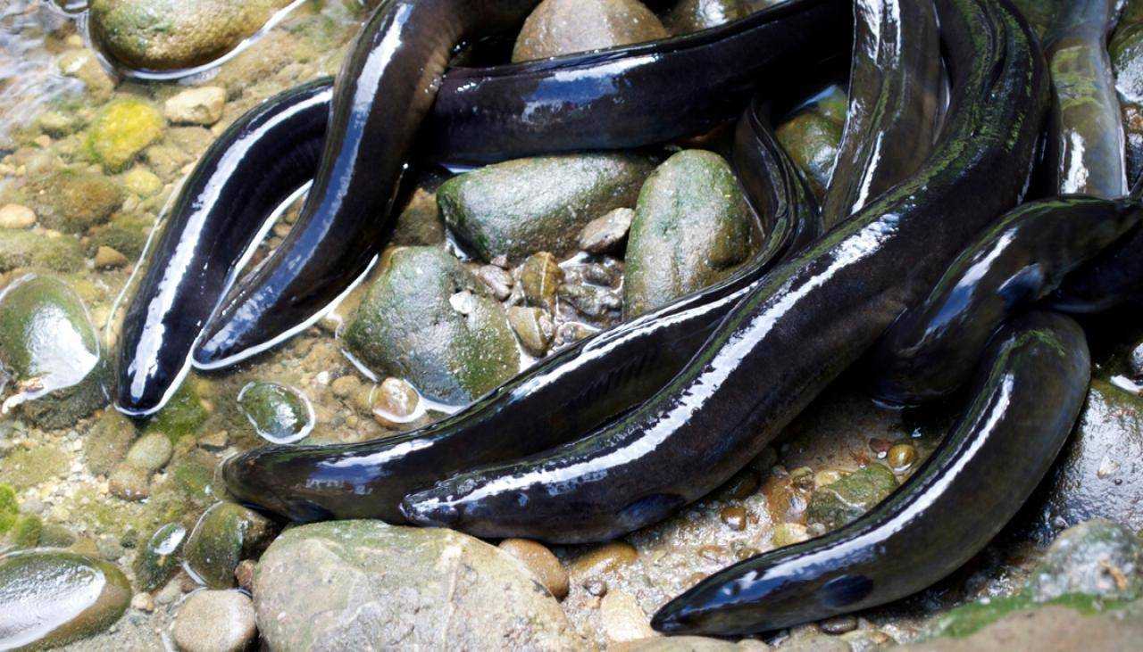 Угорь рыба. образ жизни и среда обитания рыбы угорь