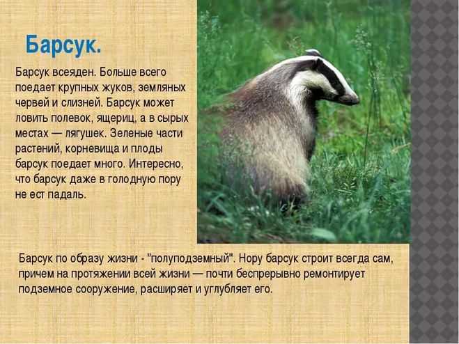 Сколько времени потребуется варить мясо барсука. мясо барсука: полезные свойства
