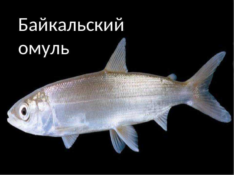 Омуль: где водится эта рыба в россии, как выглядит, фото, особенности нереста