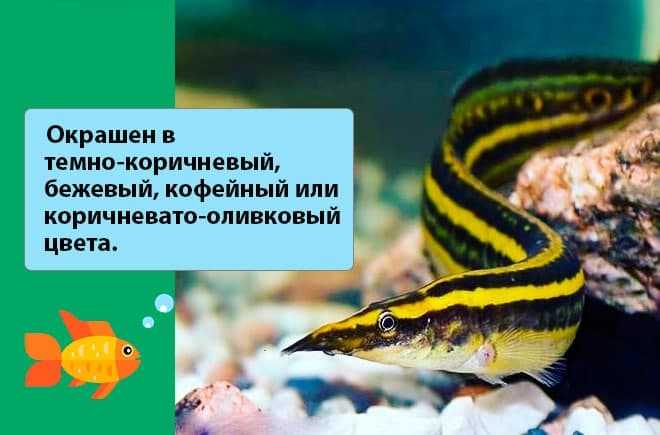 Необычная аквариумная рыбка макрогнатус