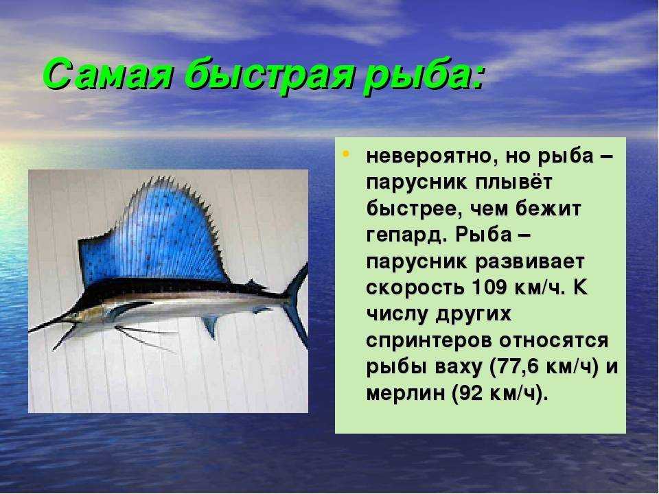 Рыба марлин- описание, нерест, где водиться, рыбалка, ловля, как выглядит, фото