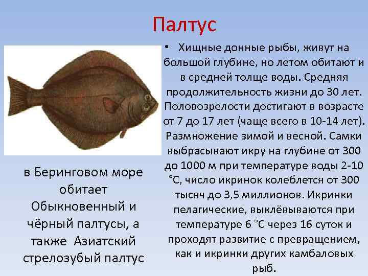 Виды палтуса которые продаются в России Синекорый Белокорый Стрелозубый Черный Тихоокеанский Дори Атлантический Вес палтуса Самый большой в мире палтус Цена Палтус в косметологии Вкус и вид икры палтуса