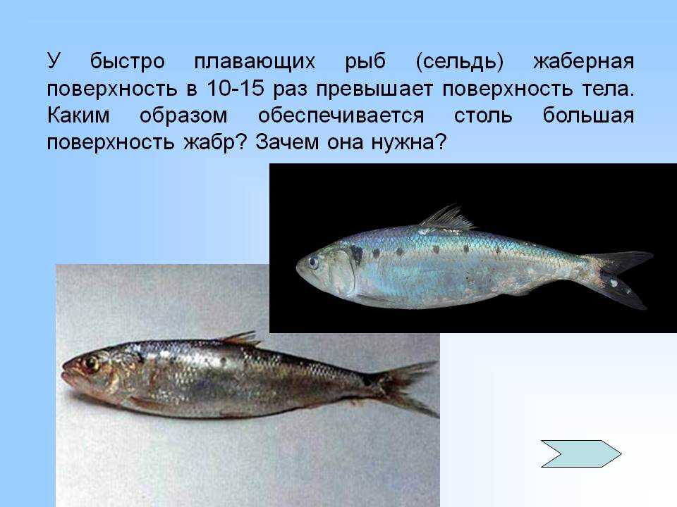 Селедка залом: описание рыбы, гастрономические качества и особенности ловли