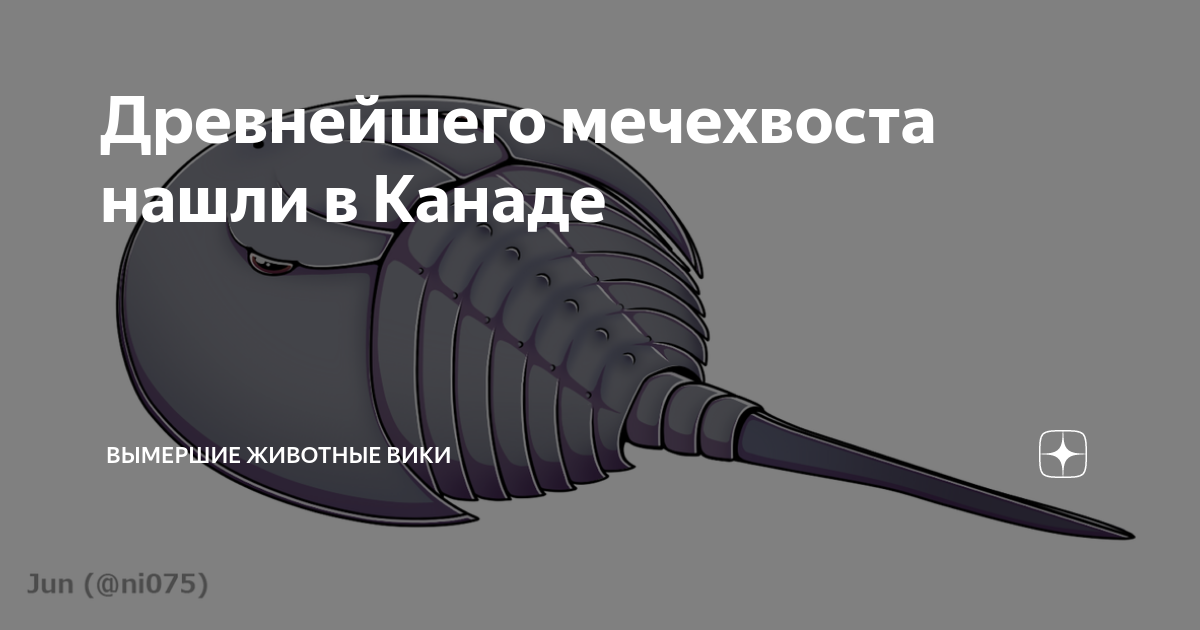 Мечехвосты – реликтовое животное. подковообразный краб (мечехвост): польза и риск для человека