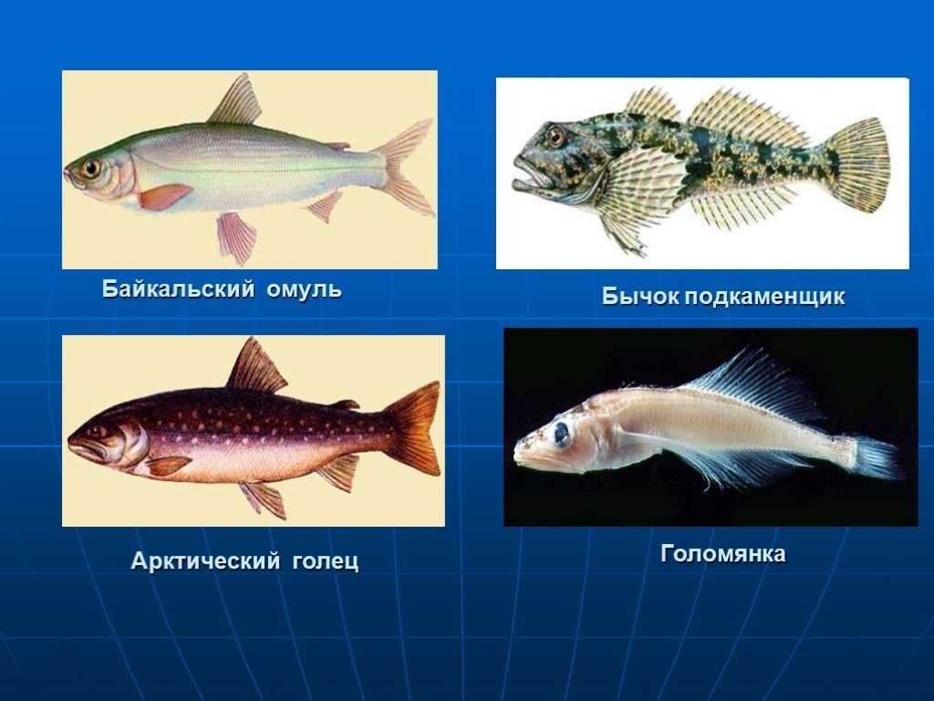 Рыбы байкала – фото и названия | рыбы, обитающие в озере байкал