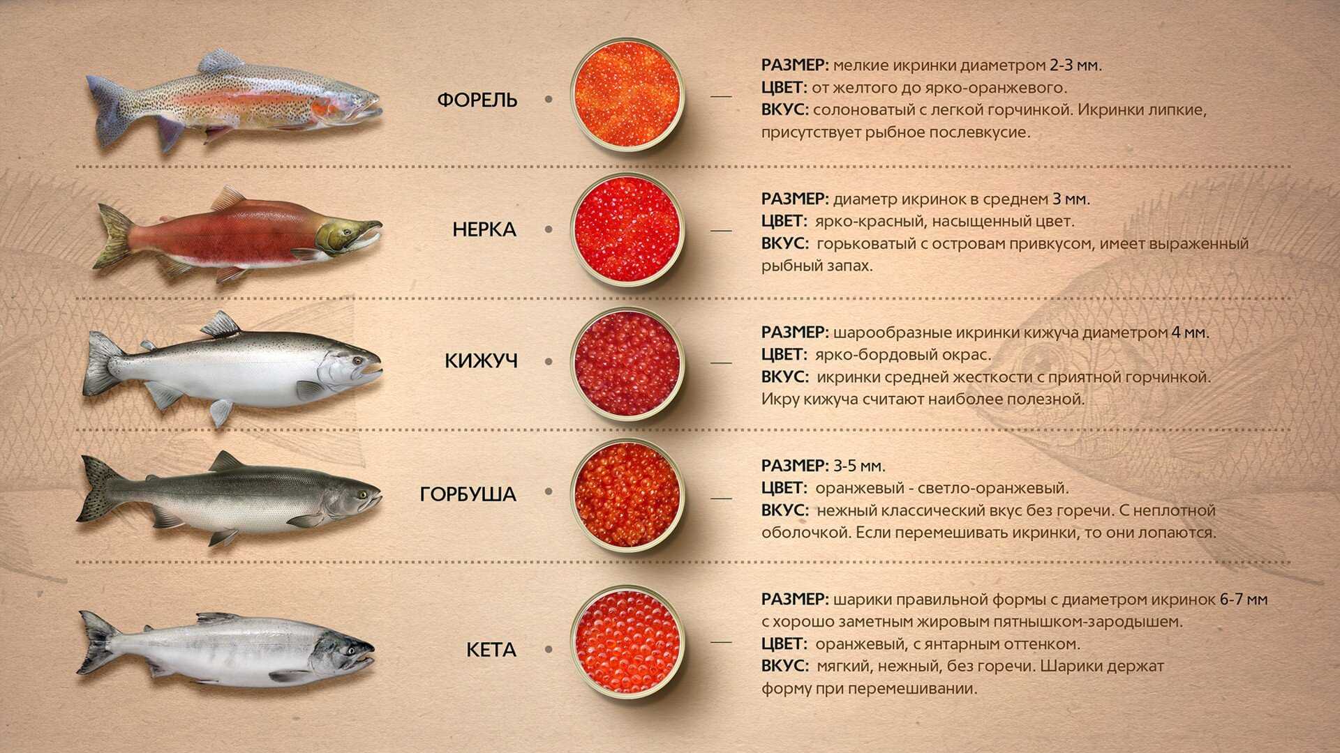 Форель: описание, места обитания, виды форели, ареал
