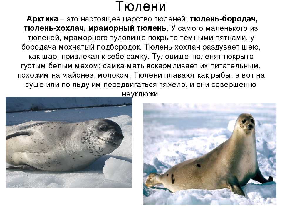 Сообщение о тюлене - как выглядит и где живет, виды, питание