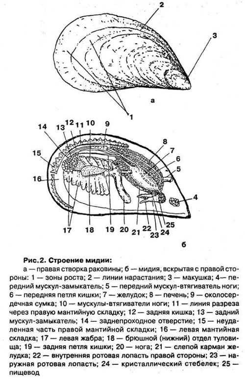 Пищевая ценность продуктов питания - таблица