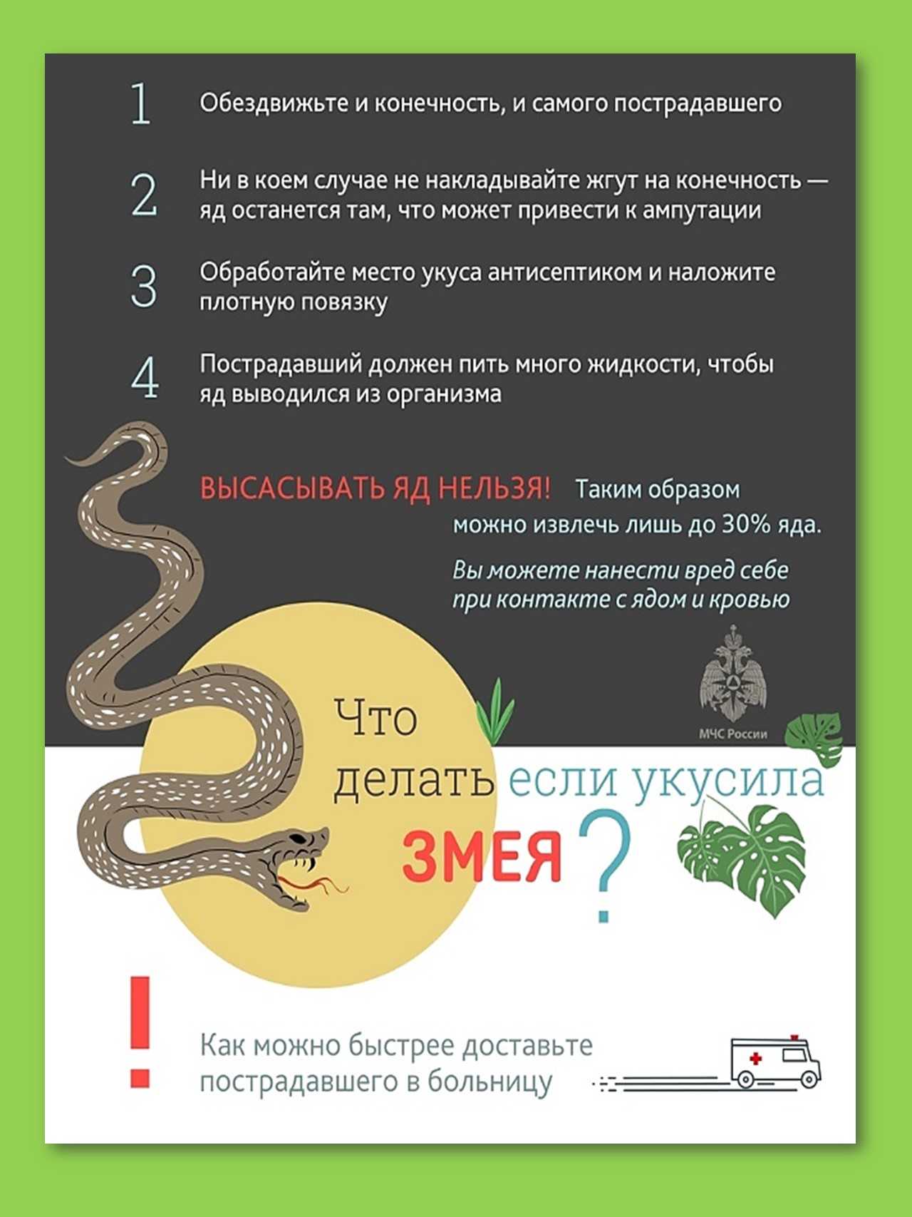 Опасные рыбы красного моря: морской еж, змея, огненный коралл - статья